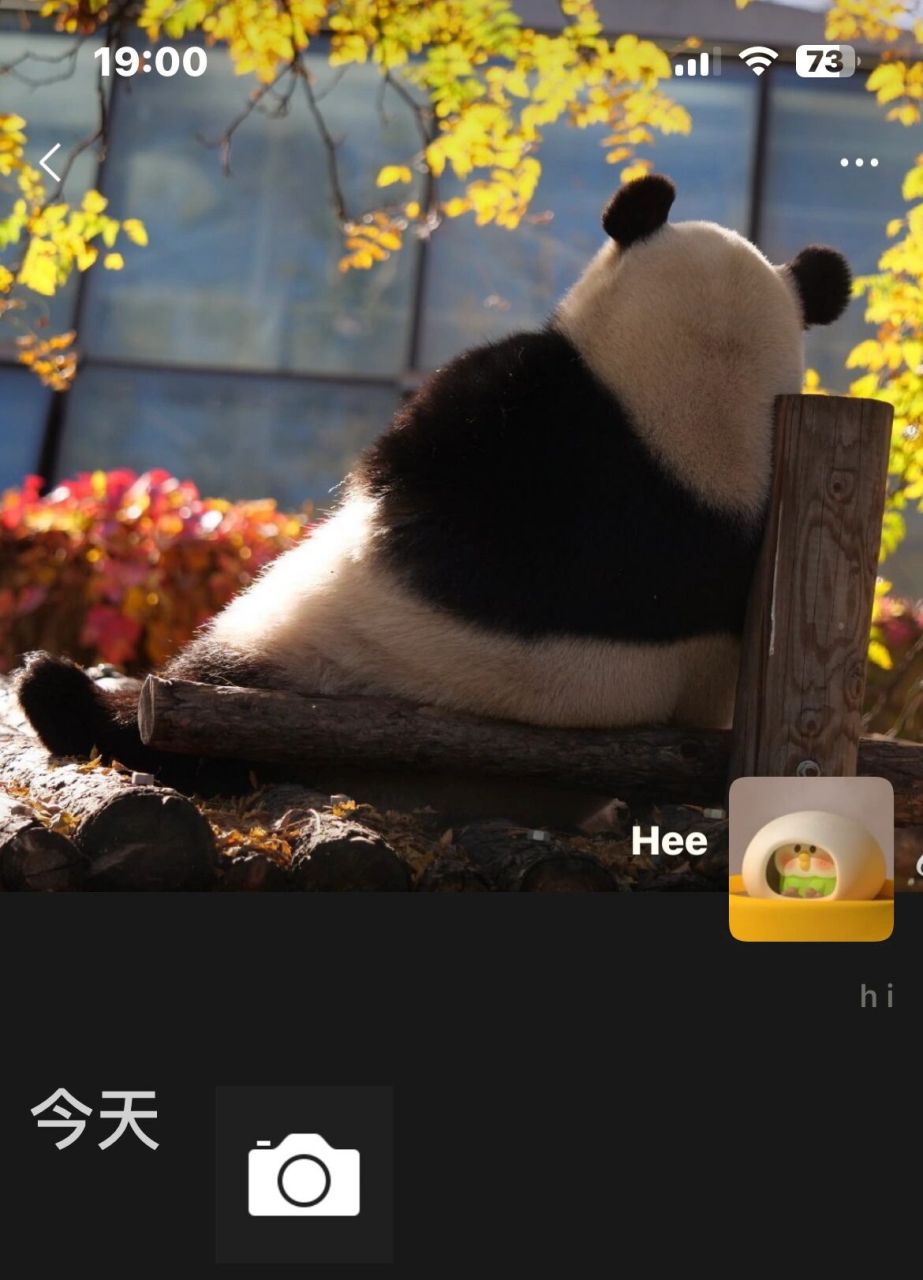 么么儿悠然自在惬意的背影 	 萌兰可以称得上是岁月静好代言熊了吧