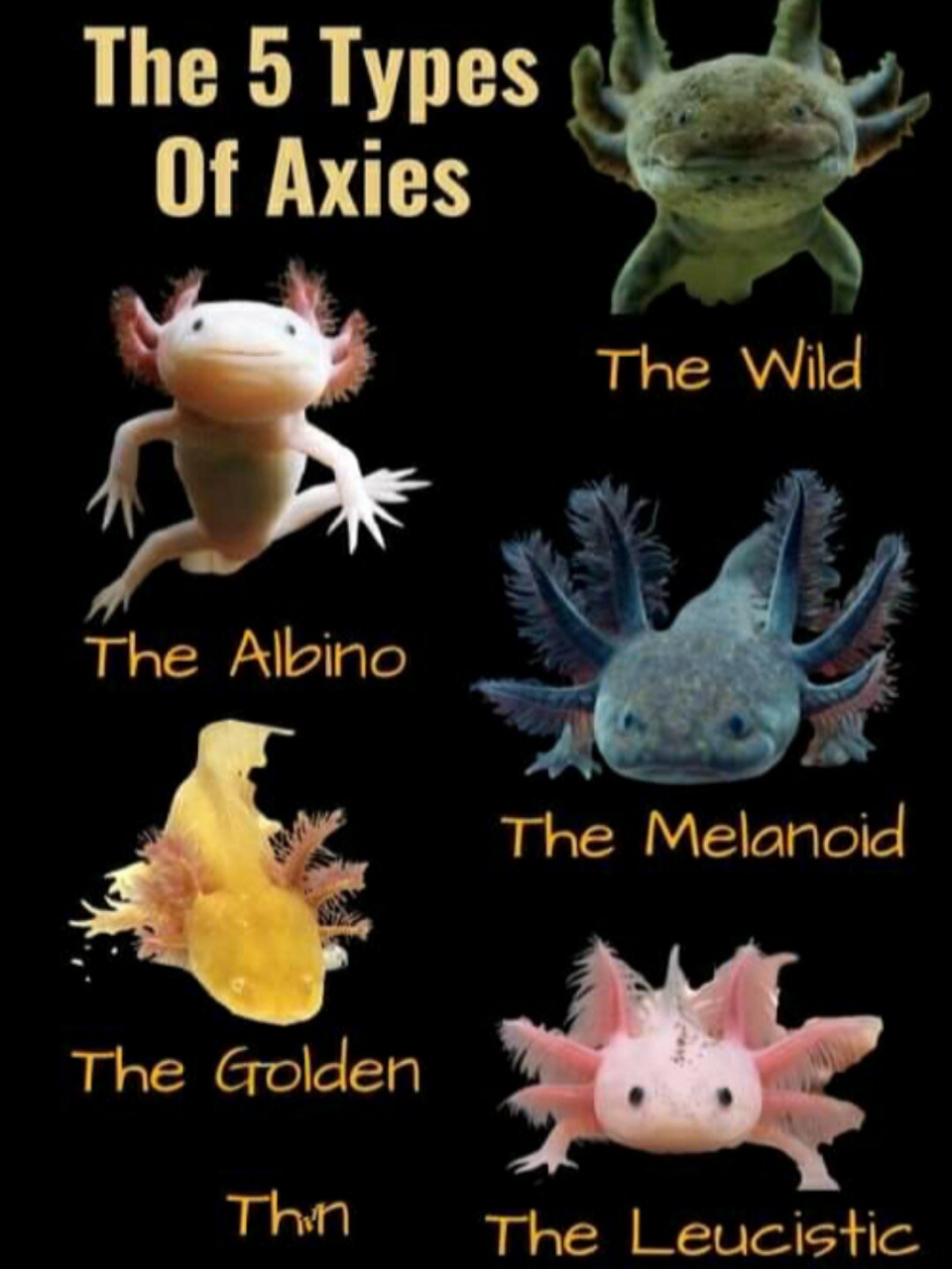 超级可爱的六角恐龙axolotl 今天想分享一下这只超级可爱的六角兽.