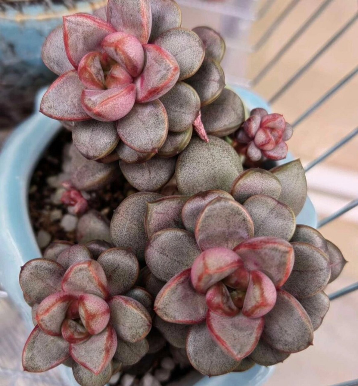 认识多肉第44天——葡萄 葡萄,又叫做红葡萄,姬葡萄,丸叶葡萄,景天科