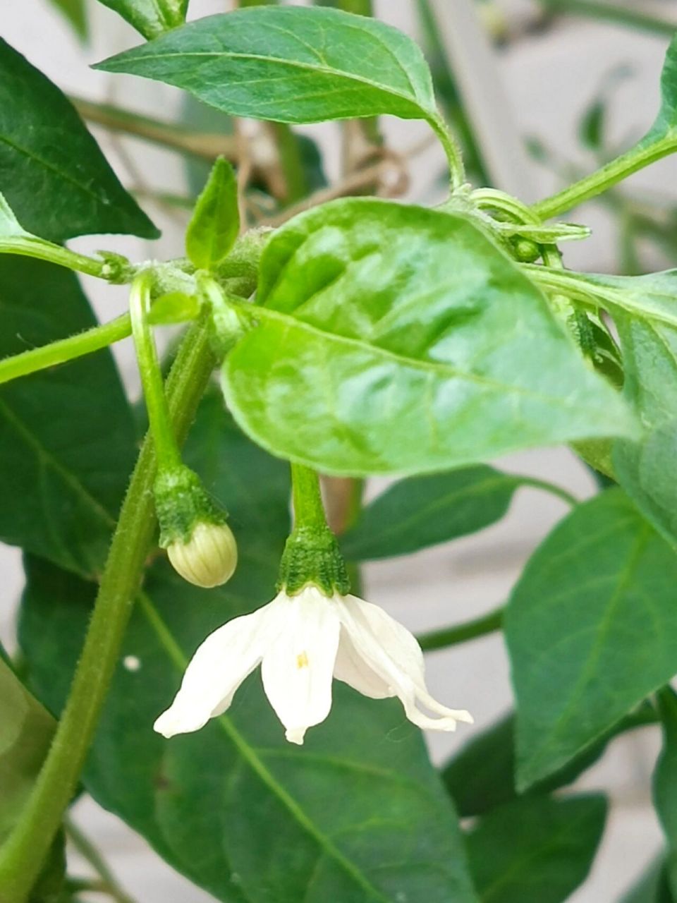 牛角椒开花图片