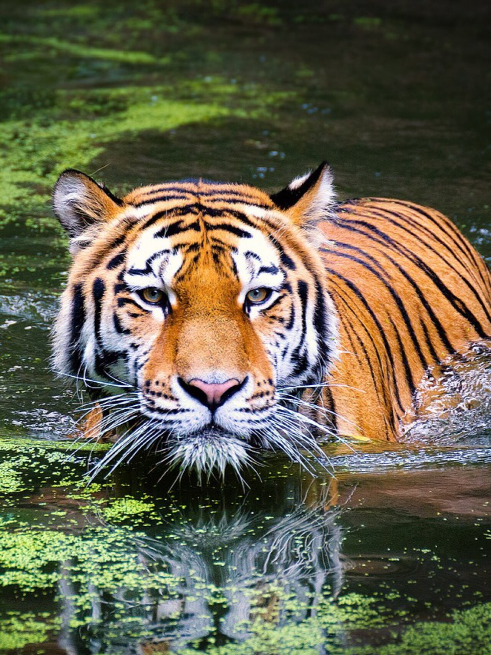 每天陪孩子一起瞧动物👀(day4) 虎(学名:panthera tigris) 大型猫科