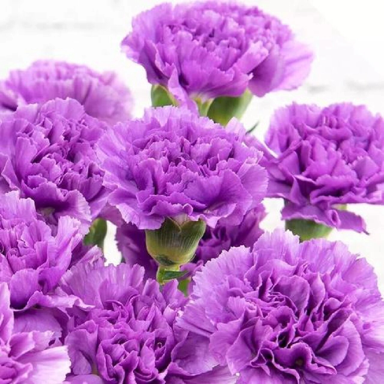 康乃馨的花语 #康乃馨# 康乃馨(学名:dianthus carnation):是石竹科