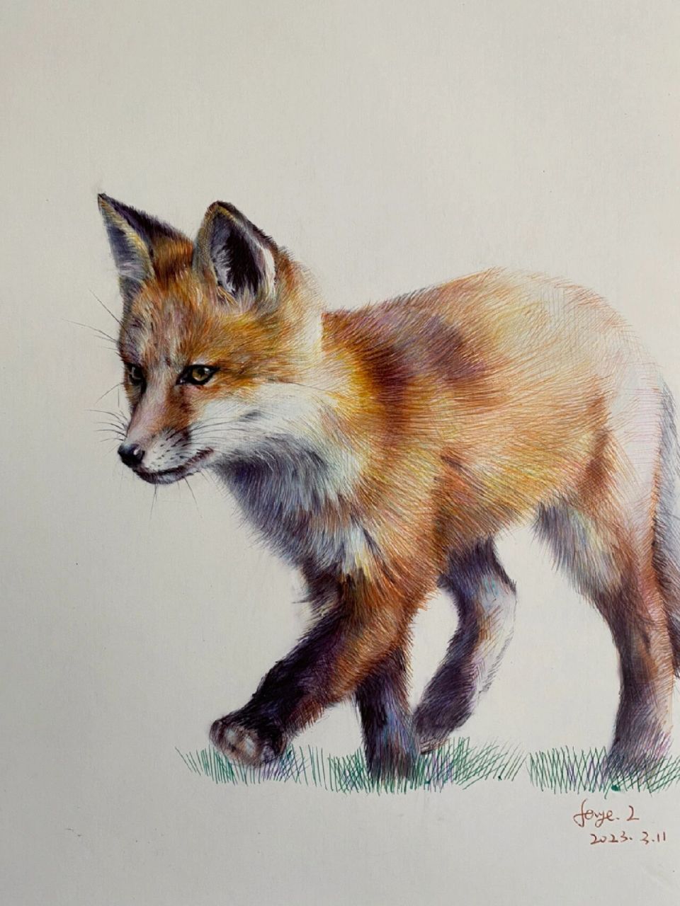 动物素描-小狐狸 及一些作画步骤 工具:10色圆珠笔 素描卡纸16k 主要