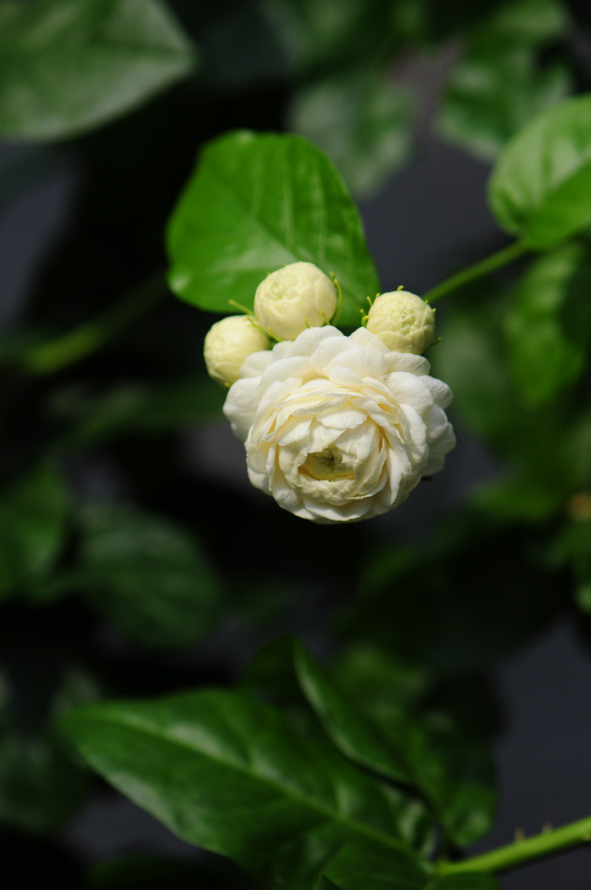 虎头茉莉花好大,好重,好香