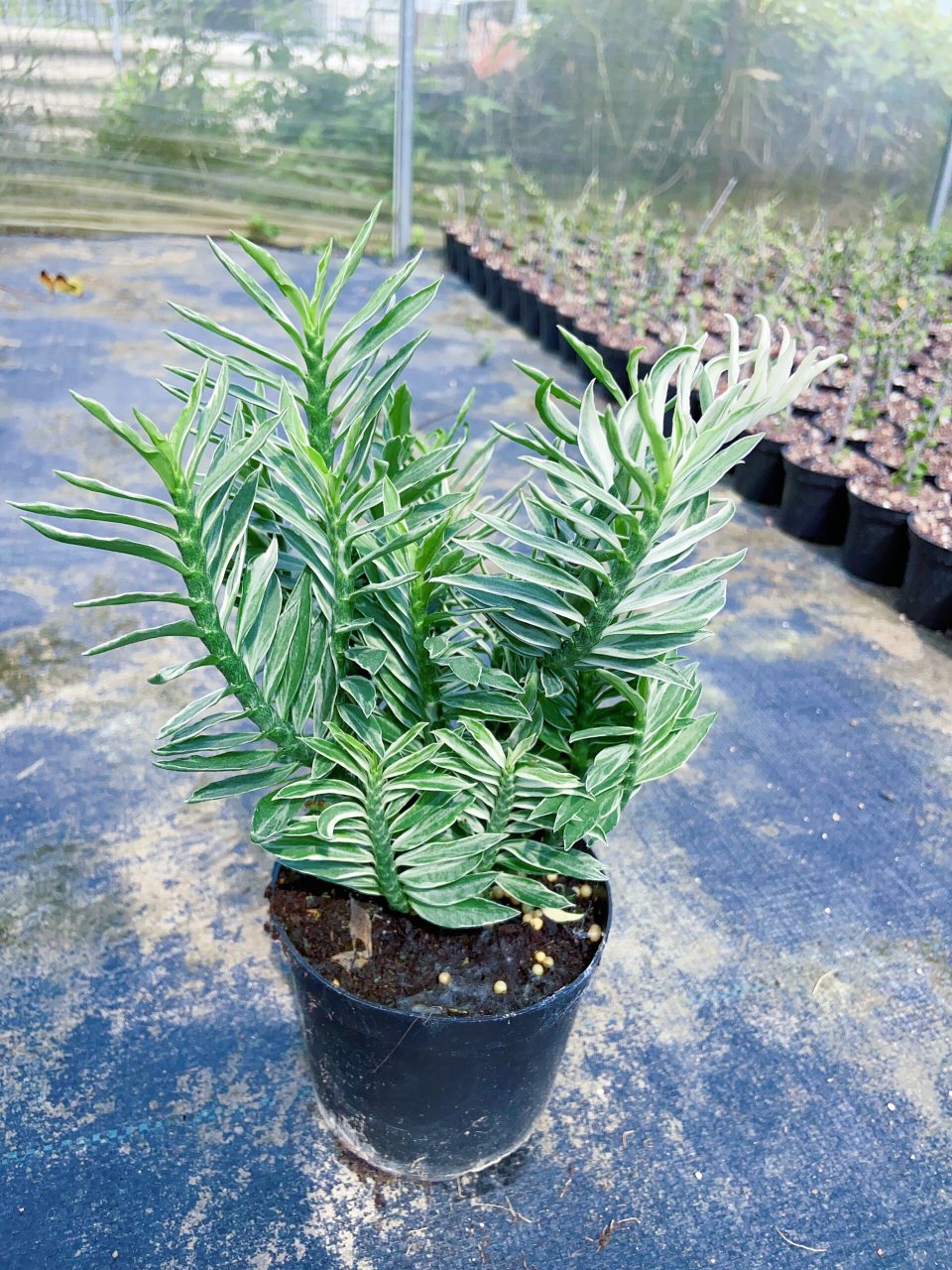 红雀珊瑚全家福～选出你喜欢的品种吧 图26615粉红卷发 图366