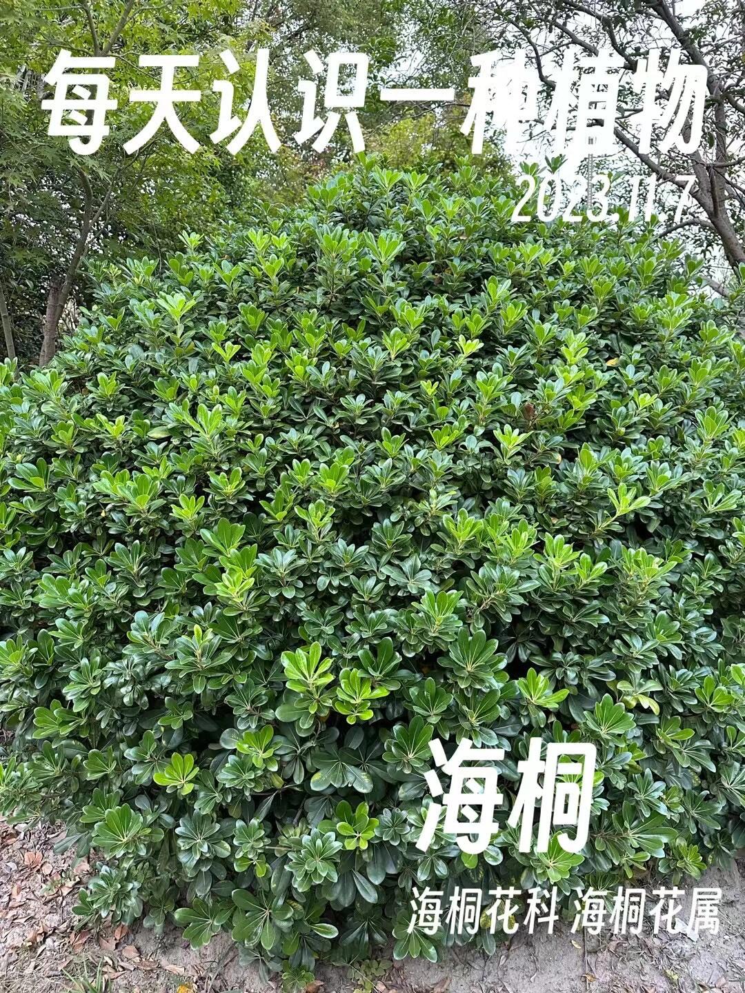 每天认识一种身边常见植物——海桐