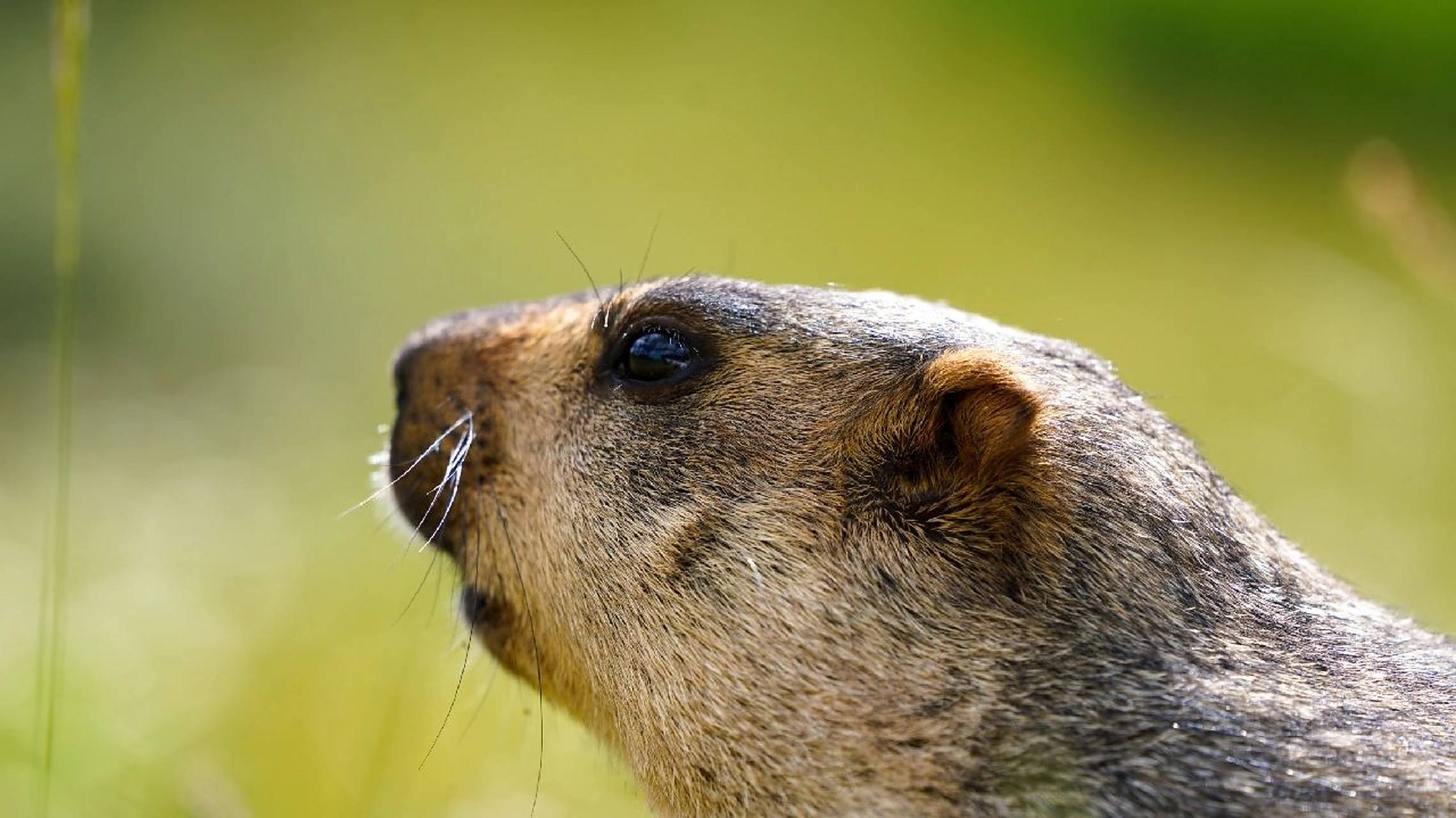 旱獭科普     旱獭属(学名:marmota):大型啮齿动物,共有14个物种.
