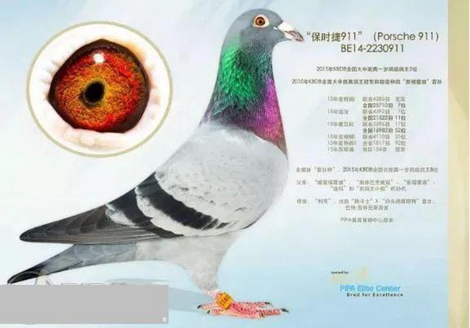 世界大铭鸽保时捷911配百万小姐作出!河北凤凰城收藏!