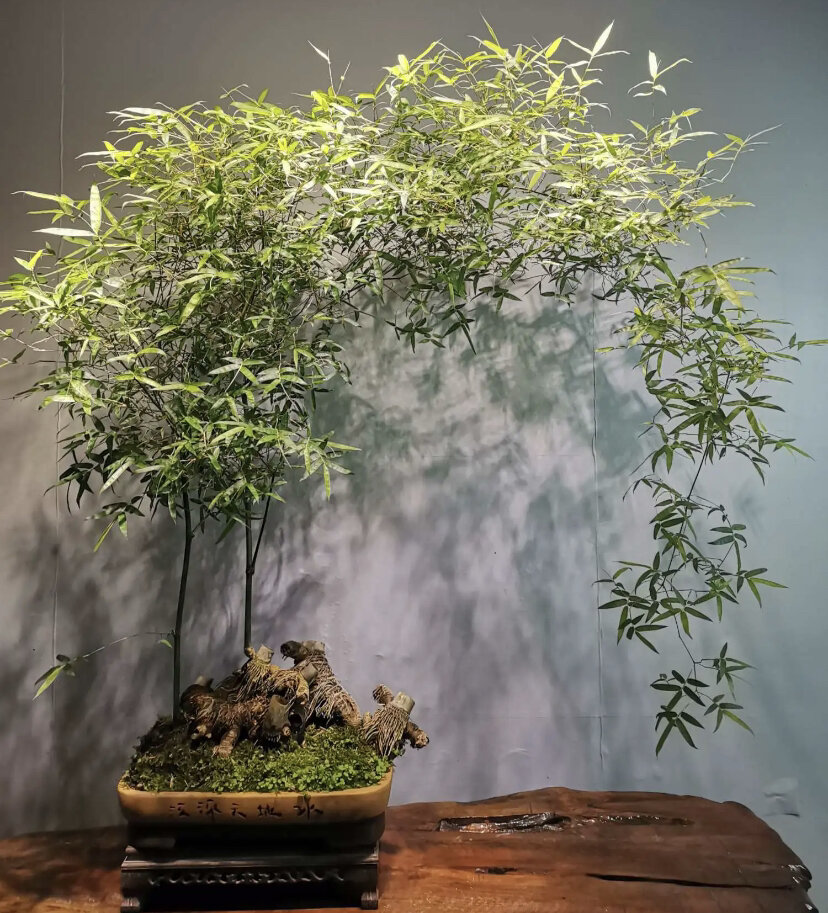 簕竹盆景
