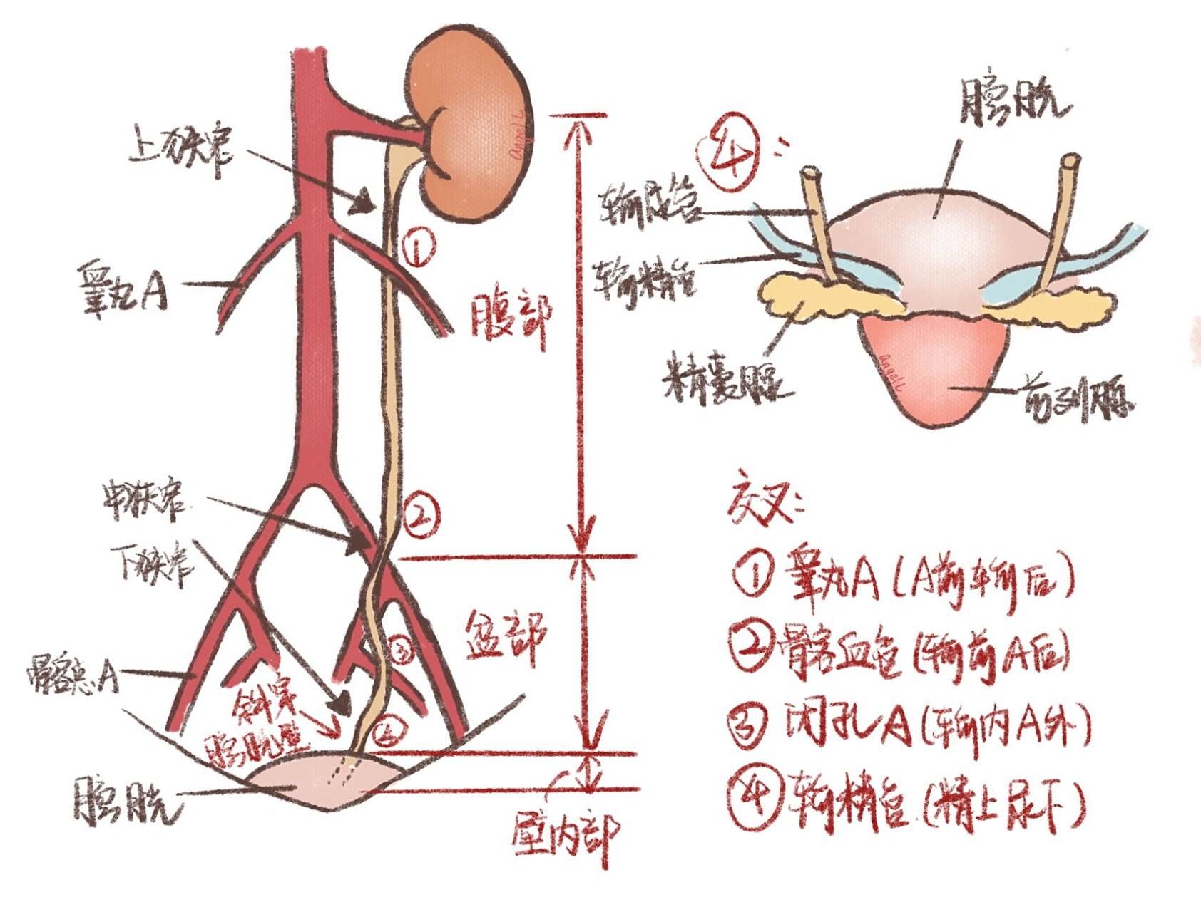 系统解剖//手绘图谱 泌尿系统 内脏学—泌尿系统—肾,输尿管,膀胱  画