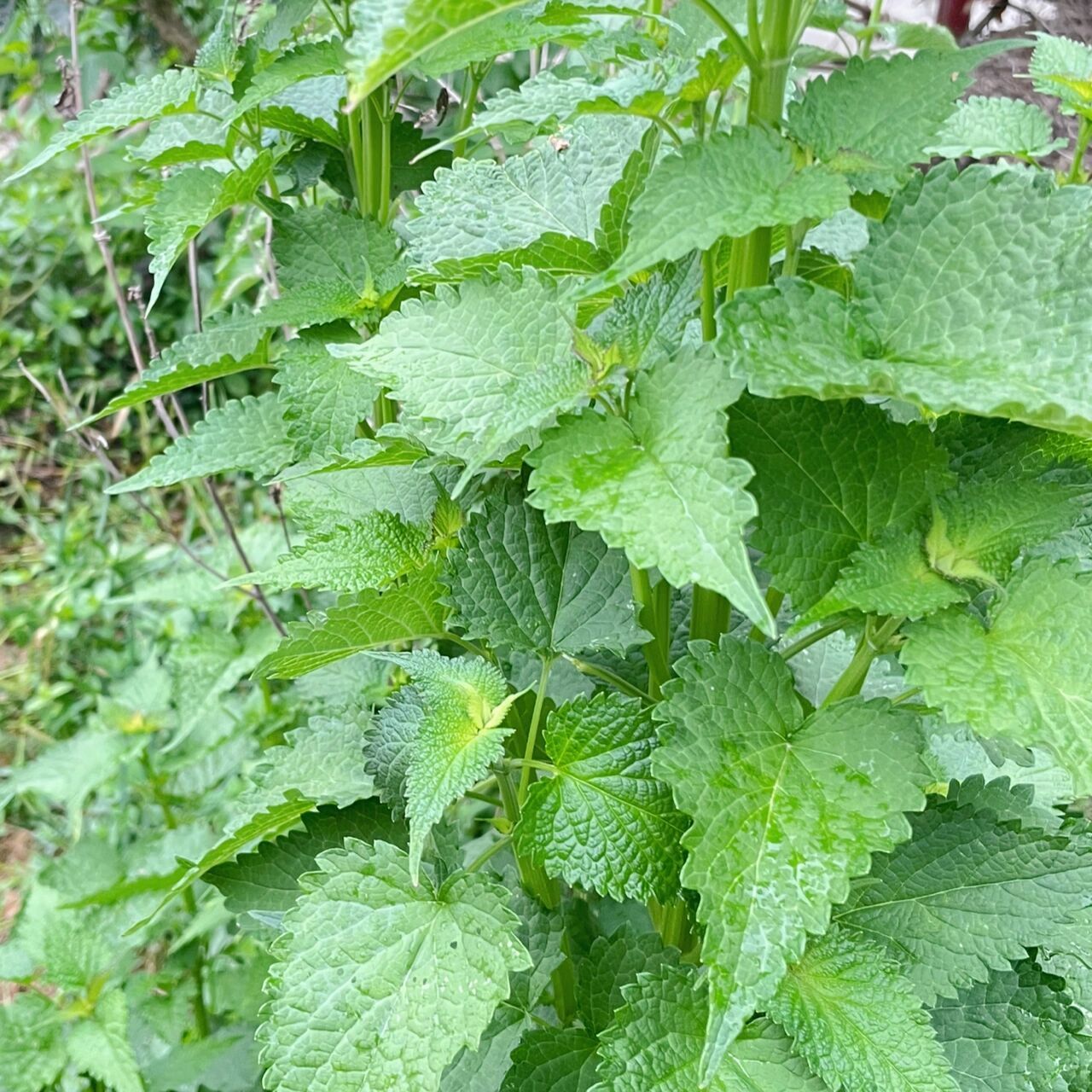 藿香还有这个吃法!