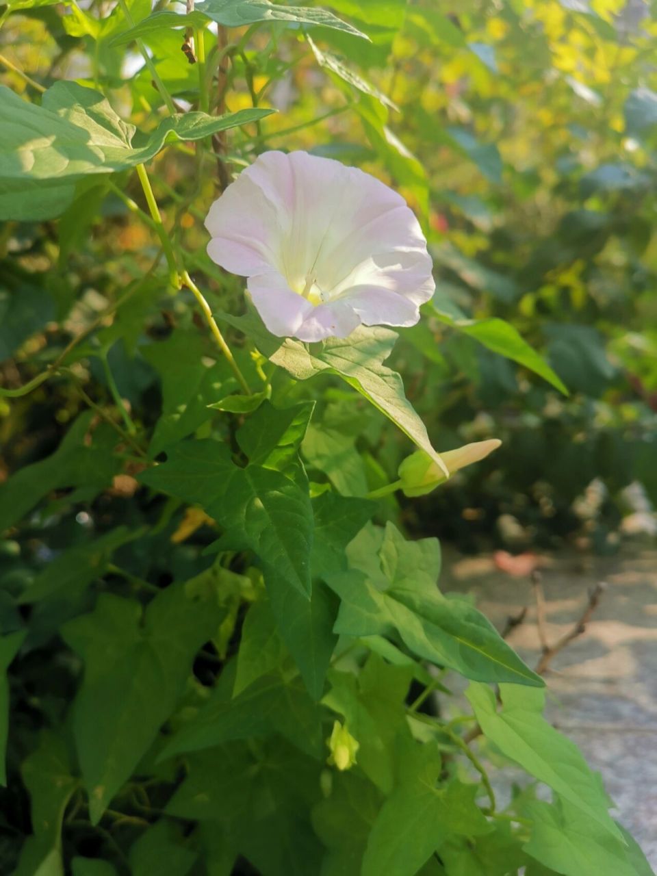 旋花 打碗花,田旋花,牵牛花(圆叶,裂叶)都属旋花科.
