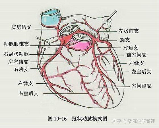 聊聊冠状动脉