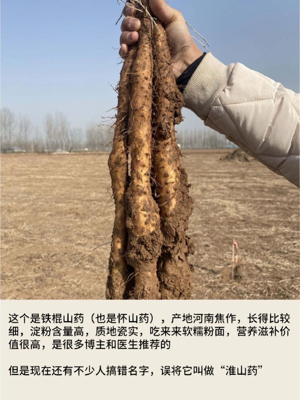 淮山药,怀山药,铁棍山药的区别,一看就懂 姐妹们买山药大部分都是为了