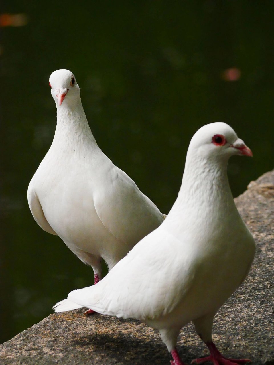 西园寺的白羽王鸽92 超级可爱,不喜欢鸟鸟的有难了