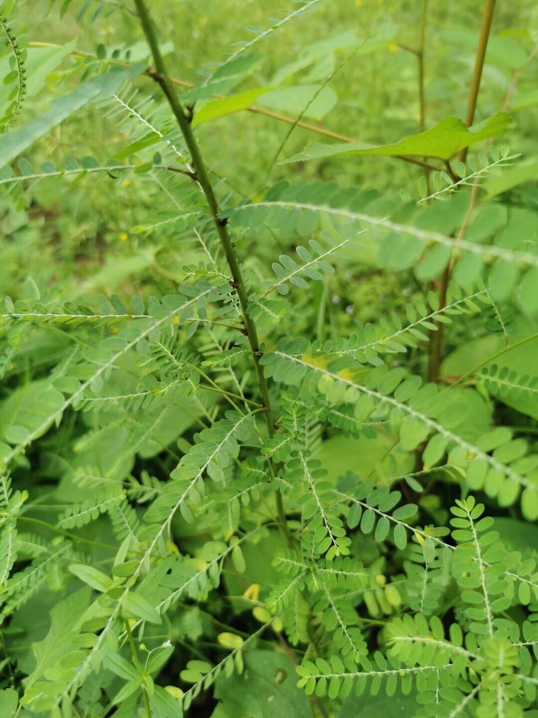 能保健治病的植物图片