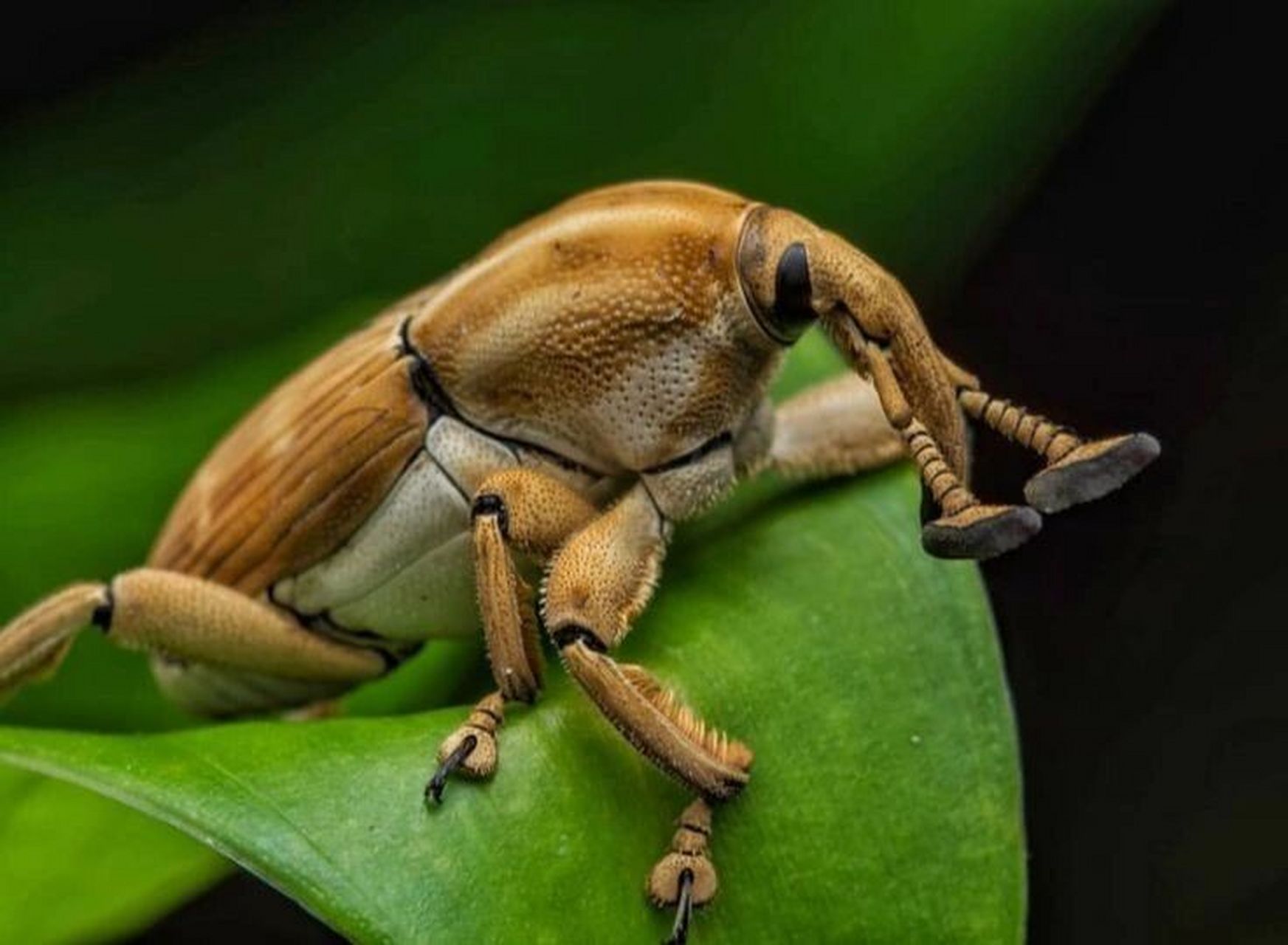 象鼻虫 大自然昆虫 象鼻虫elaeidobius kamerunicus 鞘翅目昆虫中最大