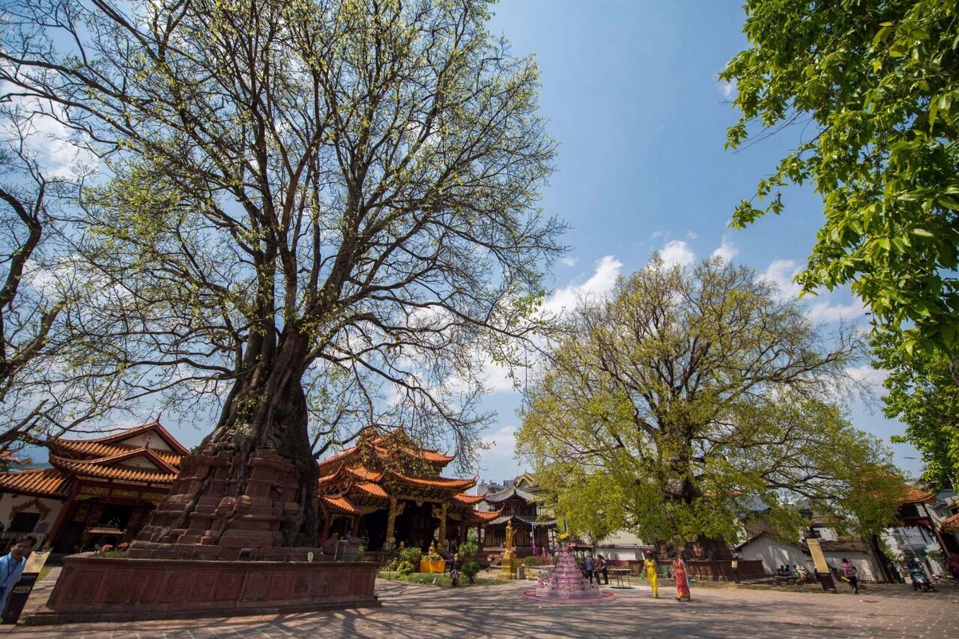 云南景谷奇观:"树包塔" 和"塔包树" 在云南省普洱市景谷傣族彝族自治