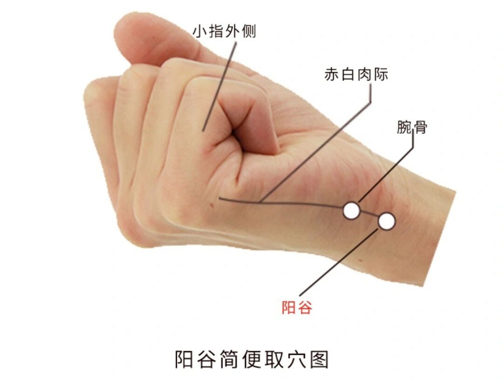 阳谷穴 清心宁神,镇惊聪耳 阳谷穴是阳气生发的部位,刺激阳谷穴能缓解