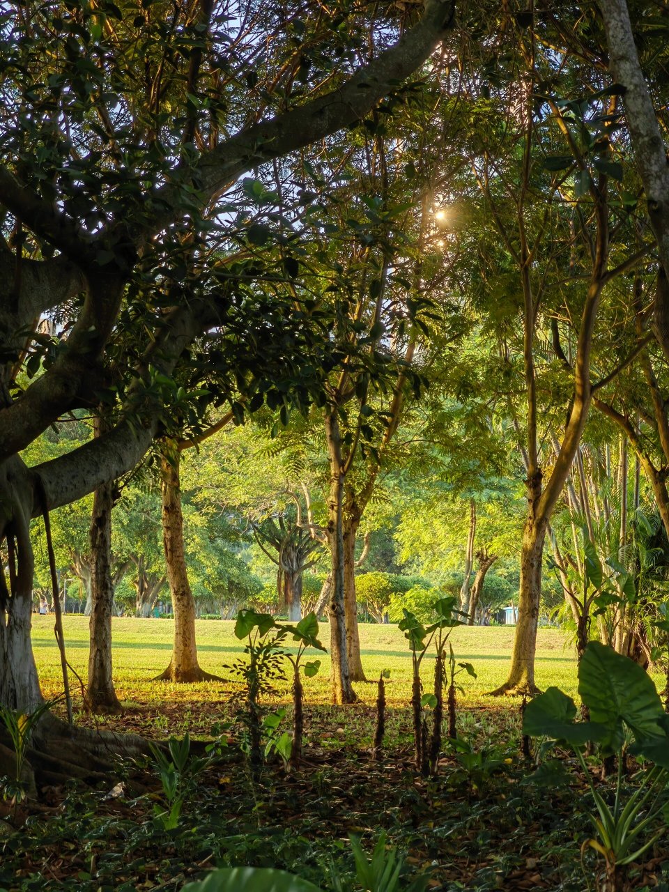 海口万绿园  万绿园是海口市最大的开放性热带海滨生态园林风景,总