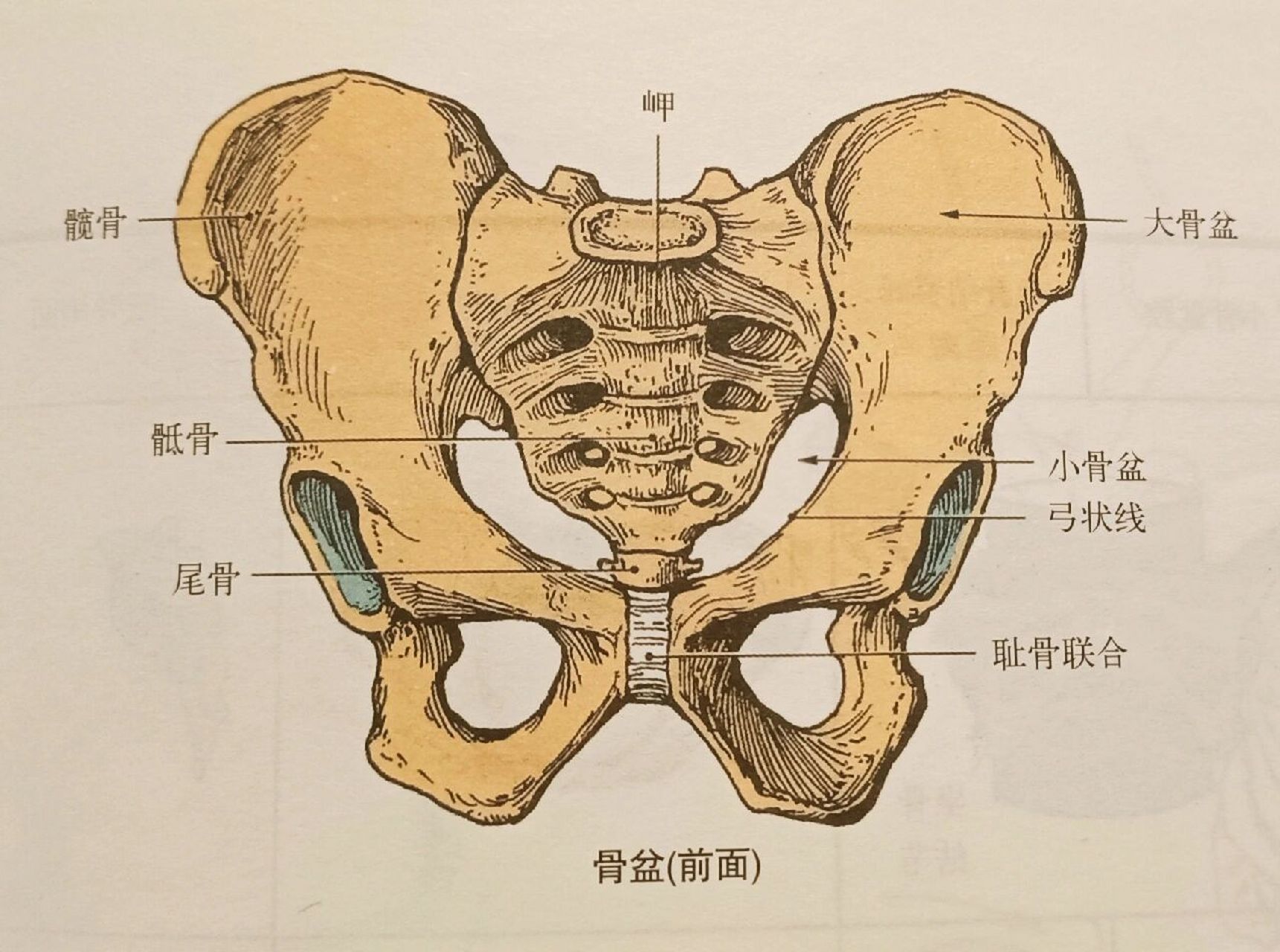 解剖