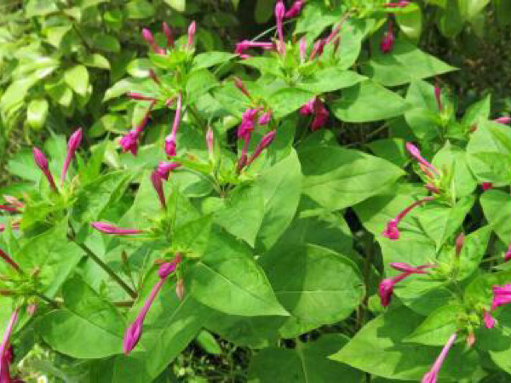 根部使用,牛大力,土茯苓,鑽地老鼠配豬骨煲湯!