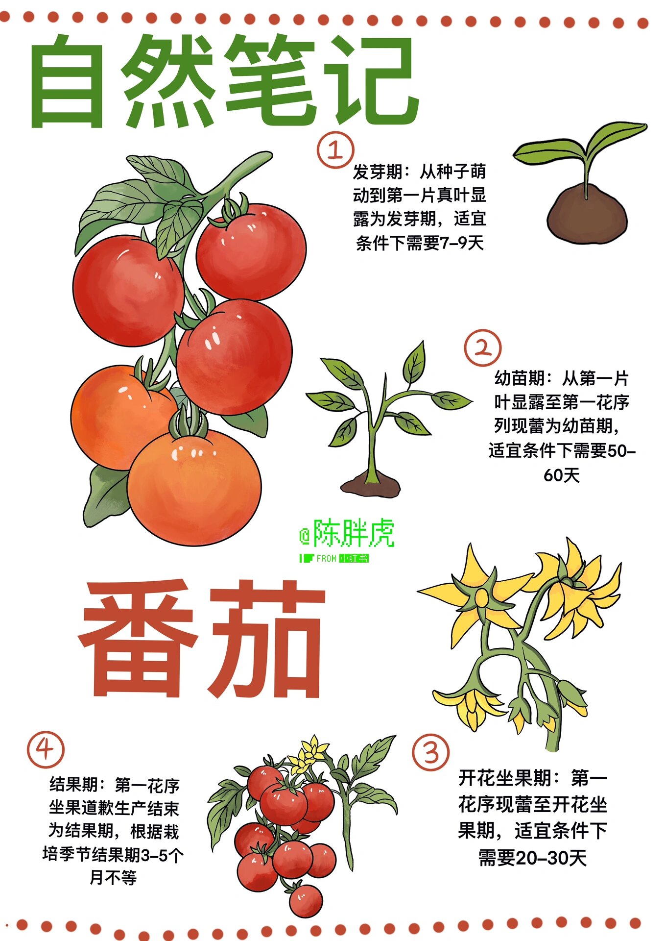 自然笔记—番茄