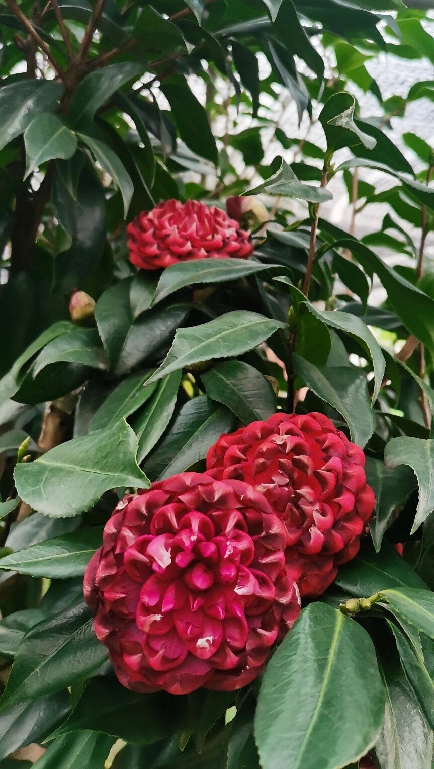 便宜出一颗万佛朝宗茶花