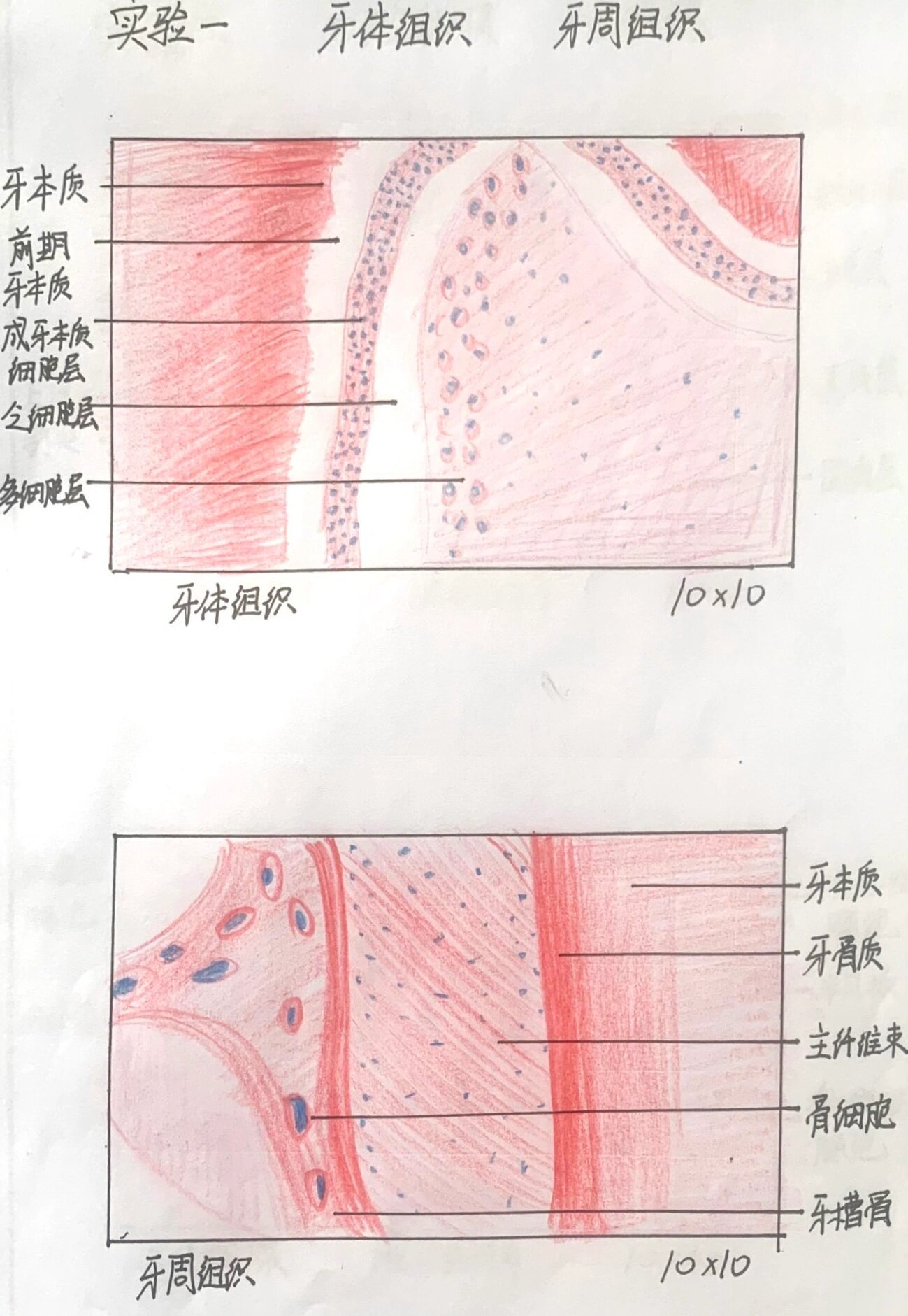 口腔组织病理学 实验报告 红蓝铅笔绘图