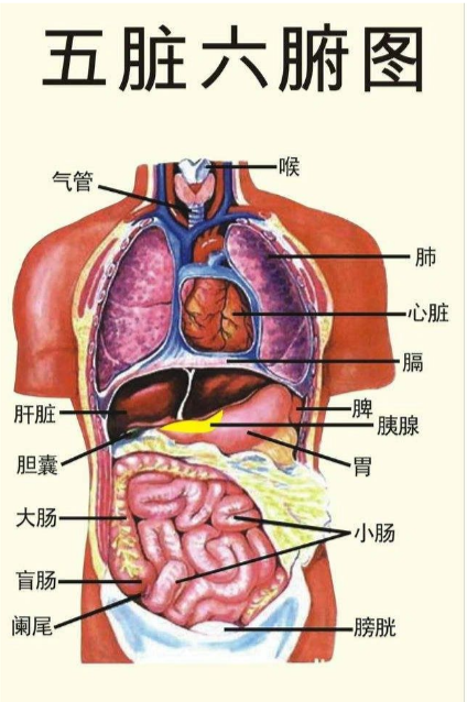 这个器官位于人体左上腹部,具体在左侧季肋区,胃底和膈肌之间的后外侧