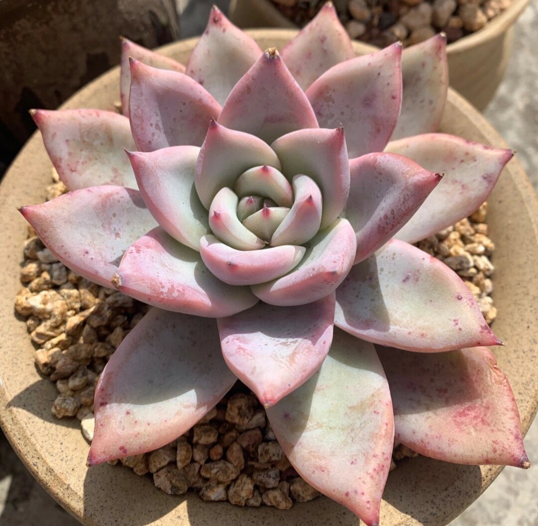 野卡,也叫作原始卡罗拉,原卡和塔帕拉,景天科拟石莲属多肉植物