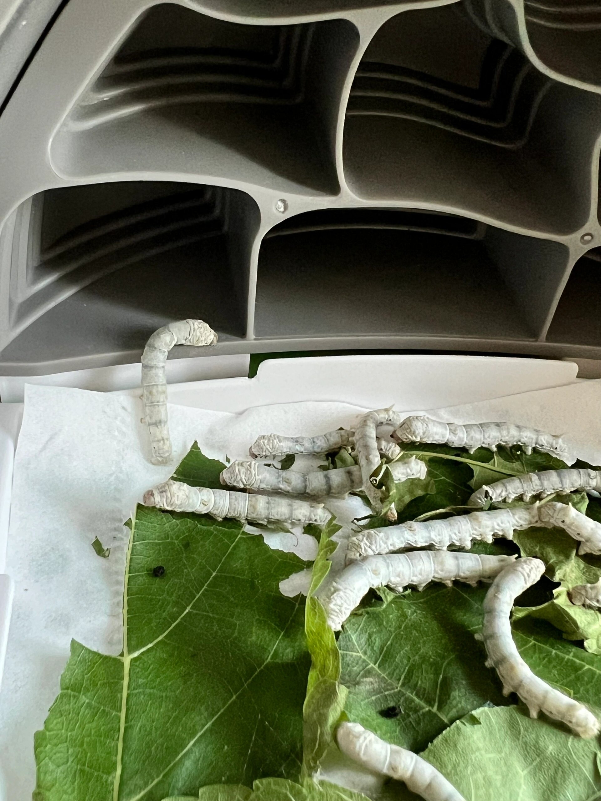 这只蚕宝宝是要结茧了吗?