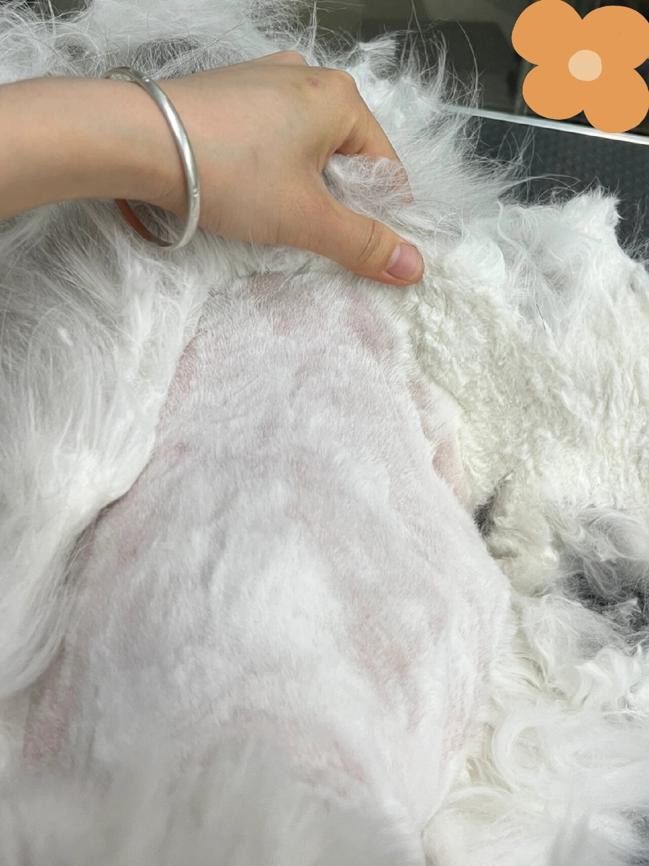 今天给一只打了一身结的金吉拉剃毛,真是大开眼界,全身结,这真是一点