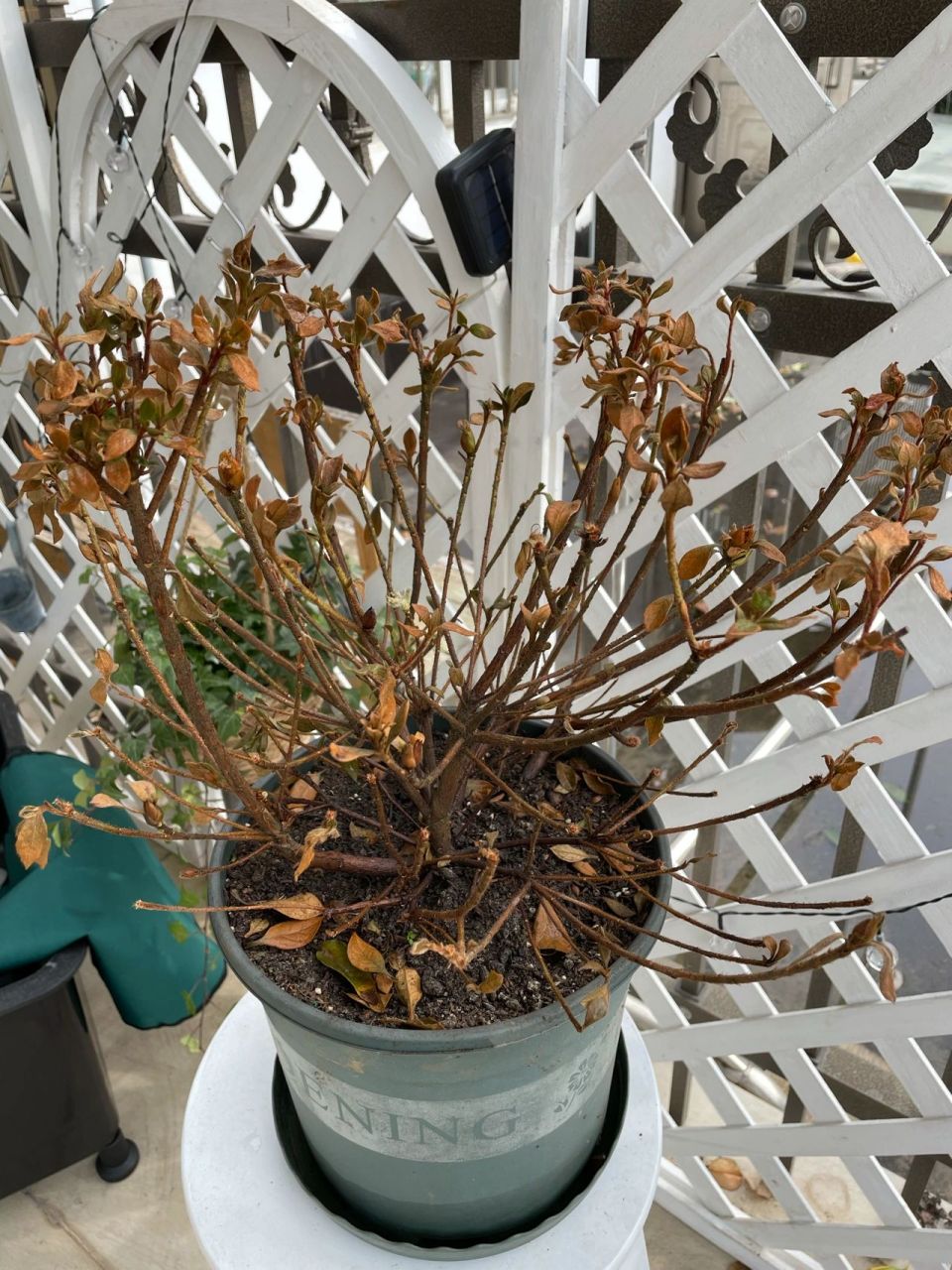 杜鹃花叶子全枯死了,焦叶!