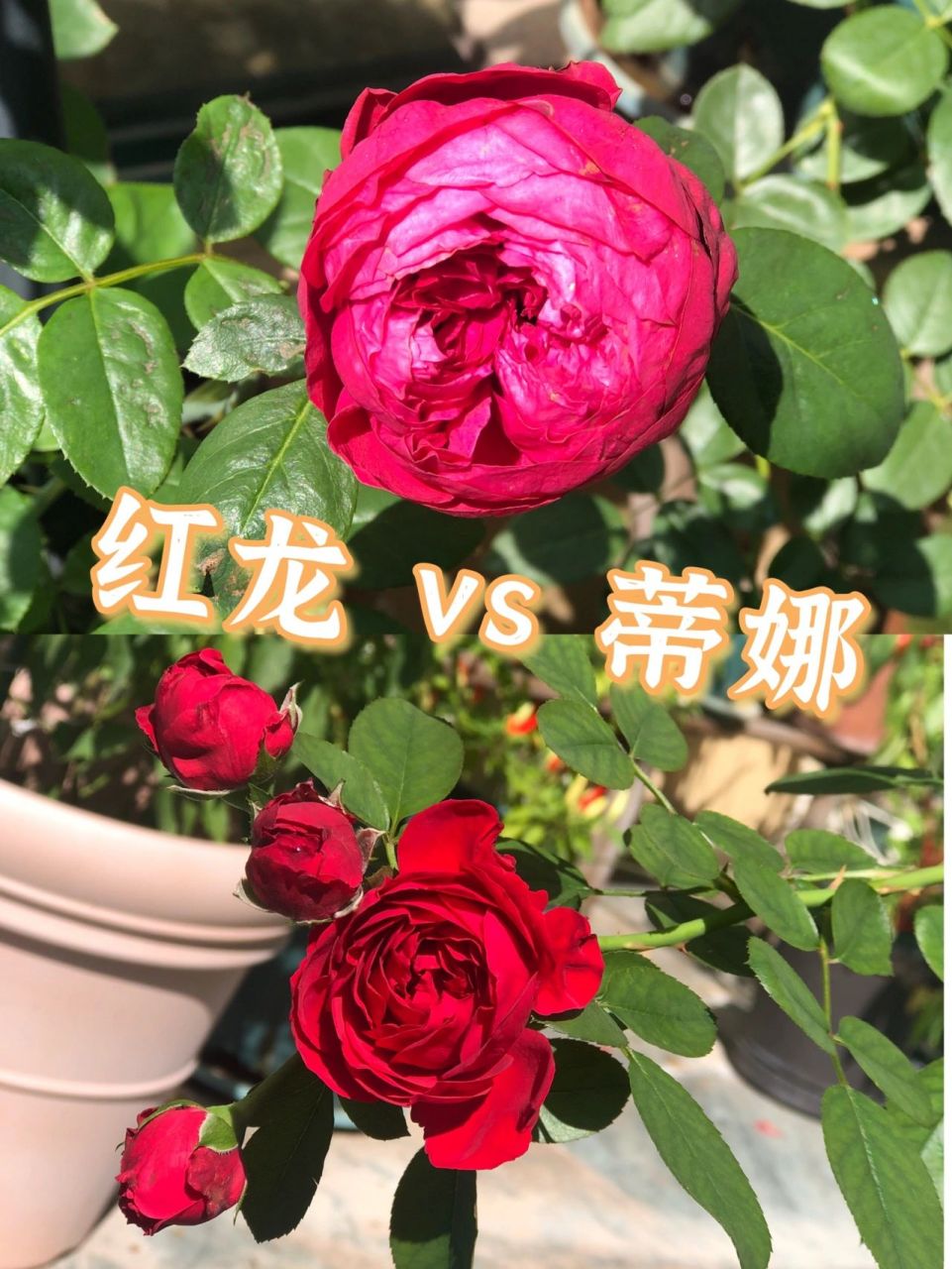 阳光下拍摄无滤镜无色差! 图二:开放的红龙包子状,颜色偏玫红一点.