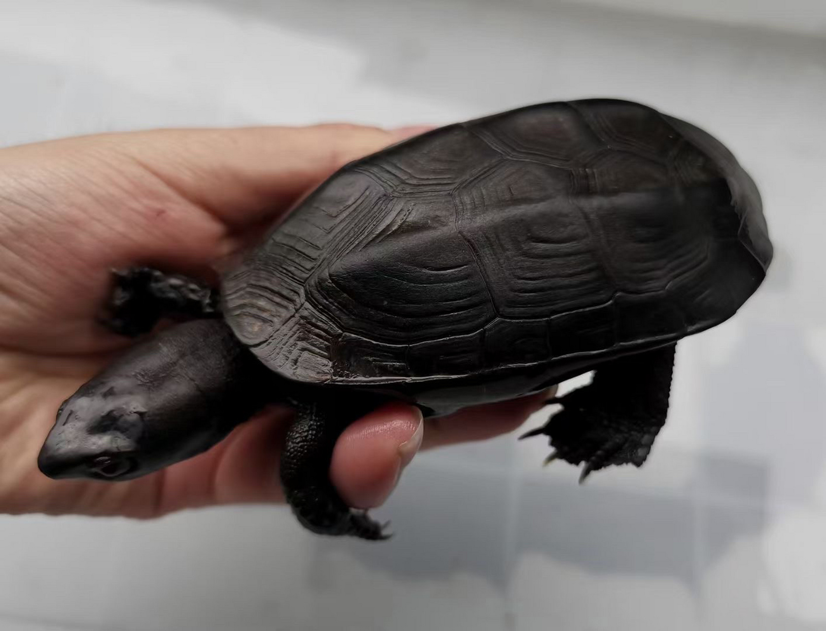 镇宅墨龟,辟邪首选! 顶级无锈24k刀刻满纹纯炭墨,密纹路小掌墨,绝品.