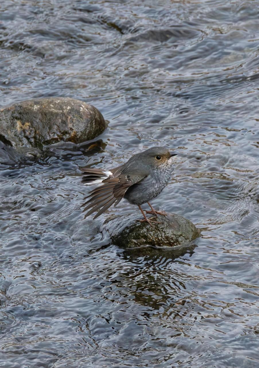 石燕儿夫妻双双把家还 红尾水够 红尾水够是雀形目鹅科水够属鸟类,又