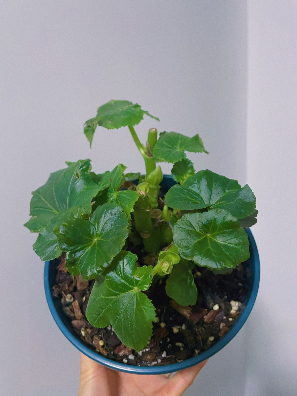 丽格海棠修剪 丽格海棠花期还是比较长的,后面花开的稀稀拉拉的啦!