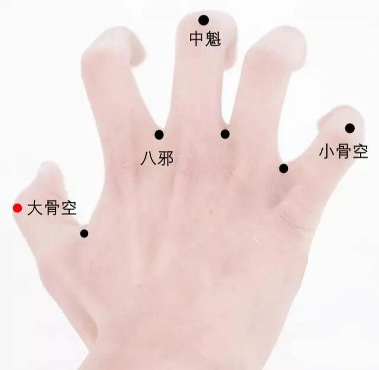 【取穴位置】 在拇指指关节背侧中点,当横纹上取穴.