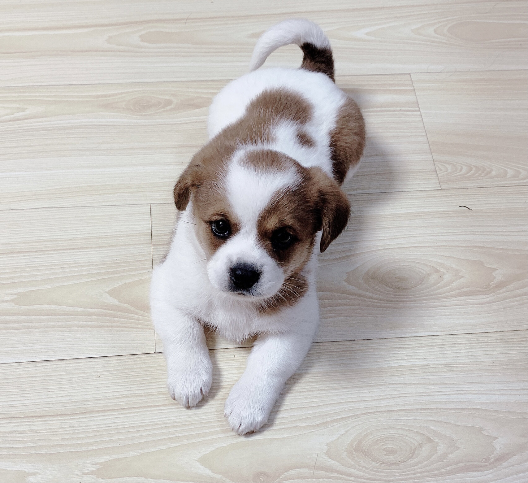 蝴蝶犬柯基串串图片