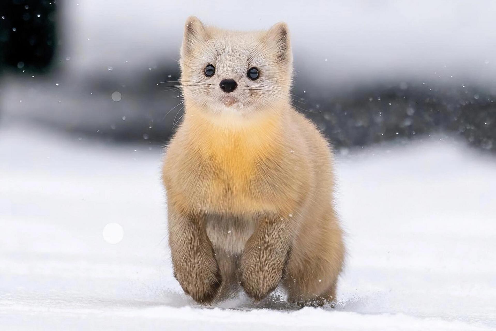 每天了解一种趣味动物98紫貂 91中文名:紫貂 91拉丁学名:martes