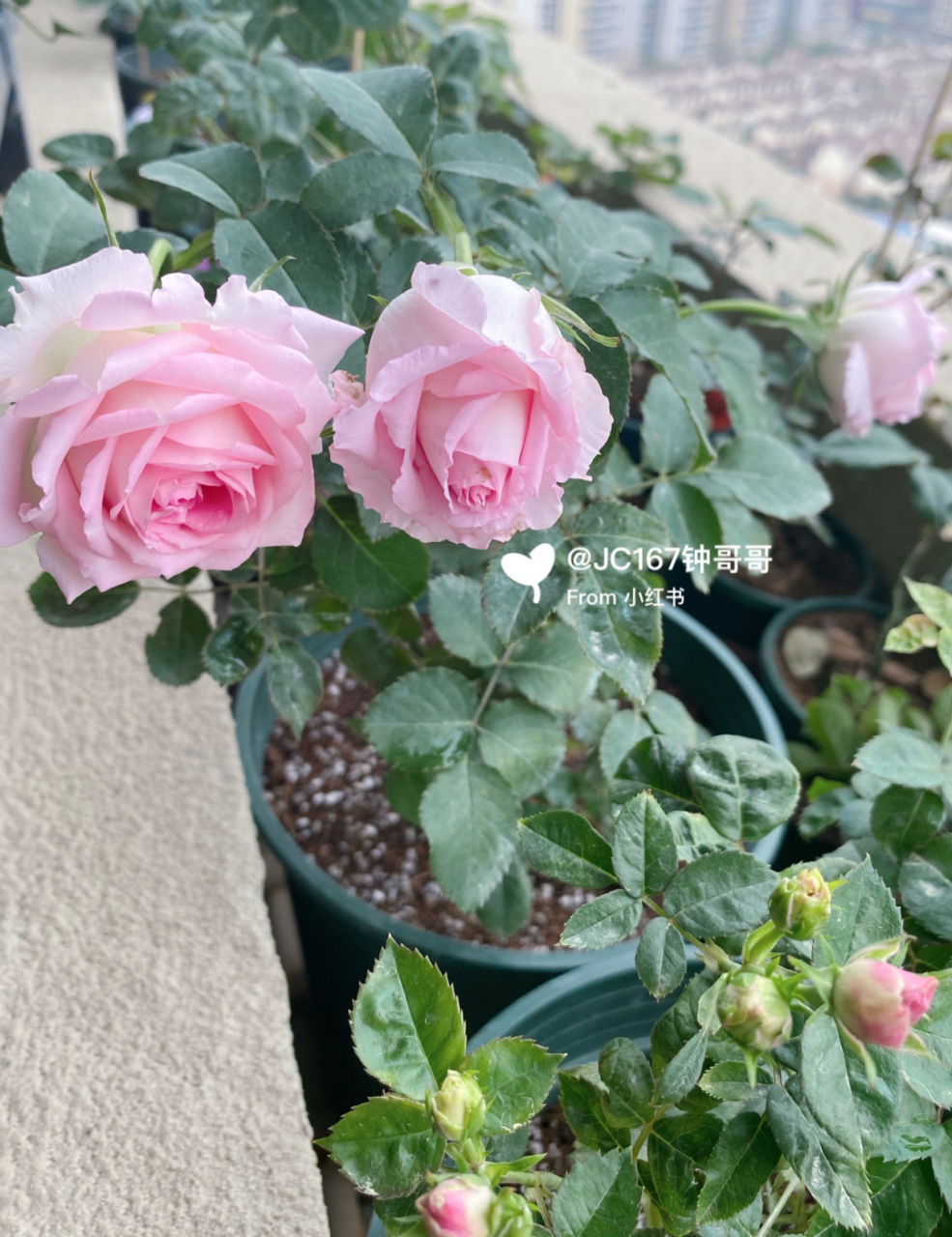 实拍|绊 月季:绊,河本 中大花,中香,耐热耐开,两广表现出色的河本