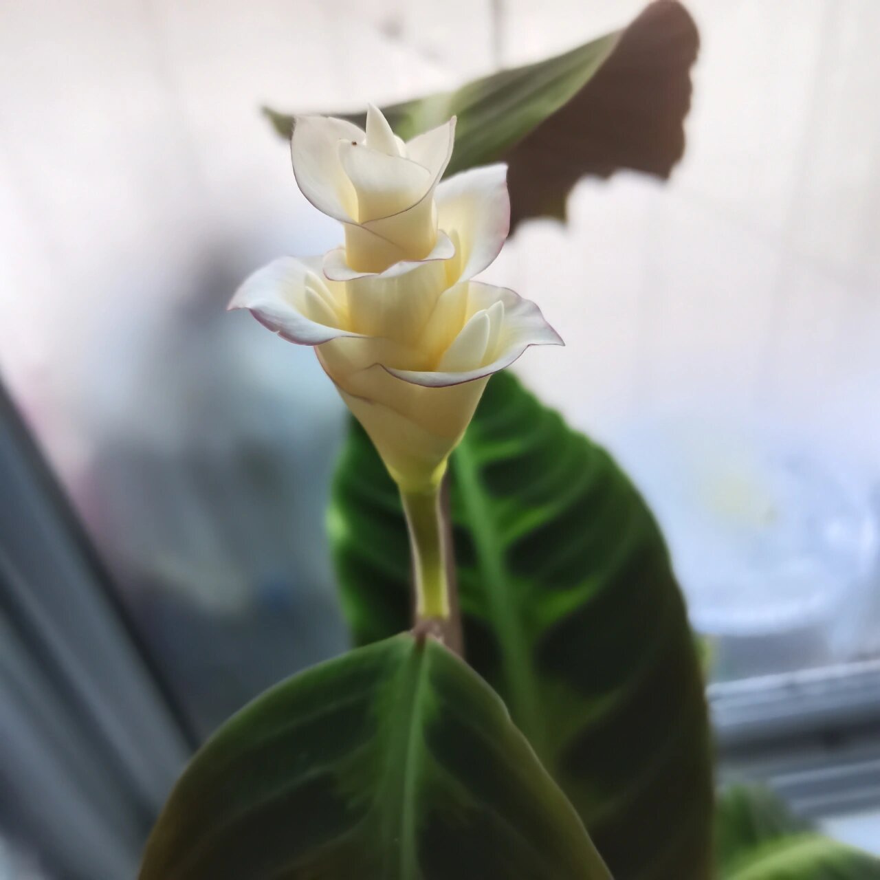 紫背天鹅绒开花 我养的紫背天鹅绒竹芋开花了,太美了!