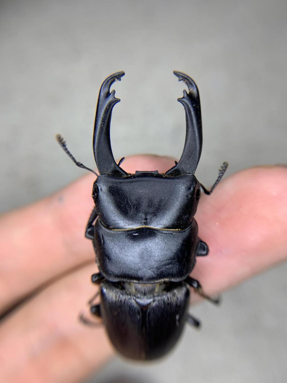 超级大个体的双钩锯锹与拟瑞琪大锹[害羞]#甲虫# #晒出我收藏的昆虫
