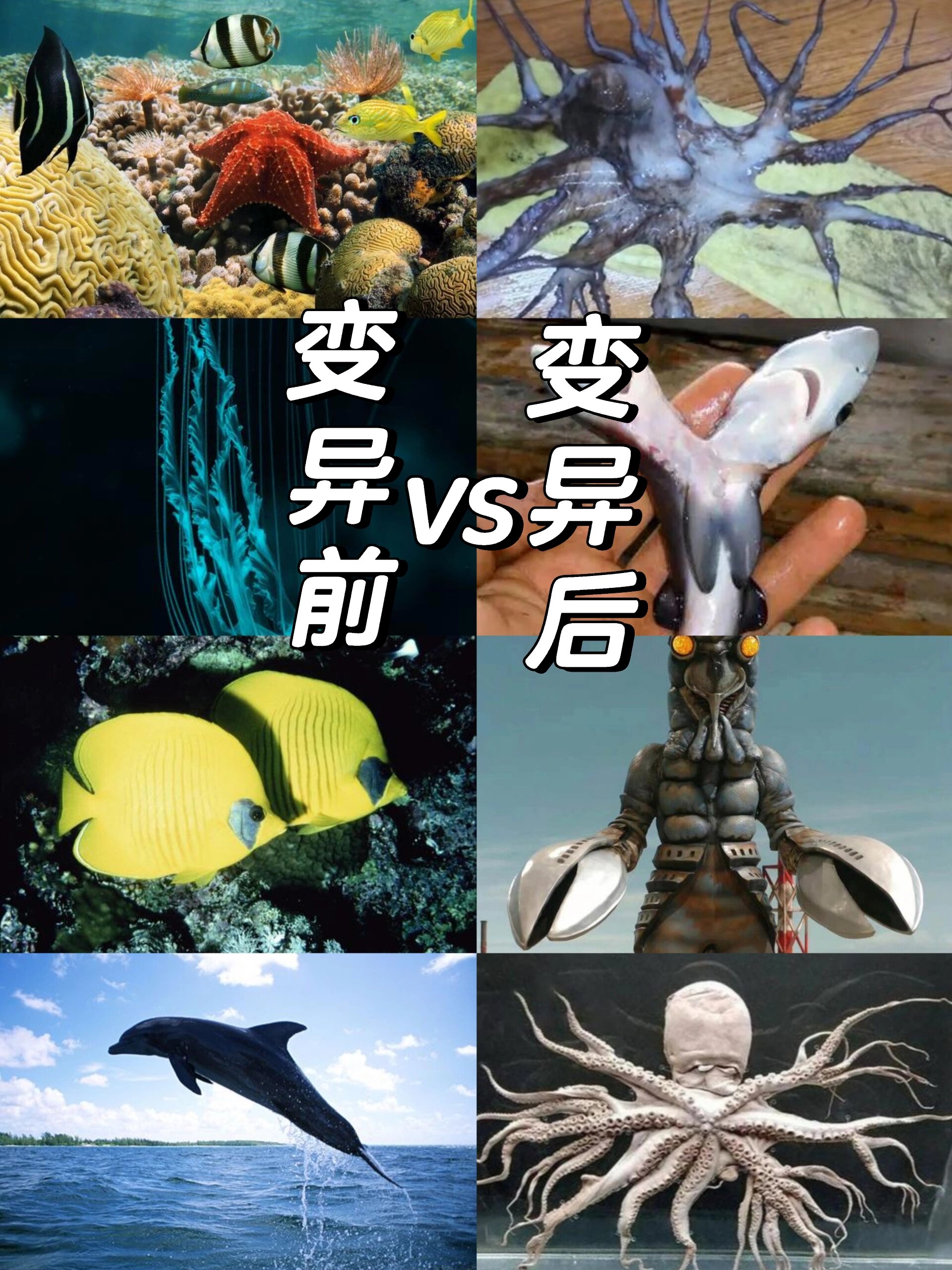 变异前的海洋生物vs变异后的海洋生物 被日本的核污水污染之前和污染