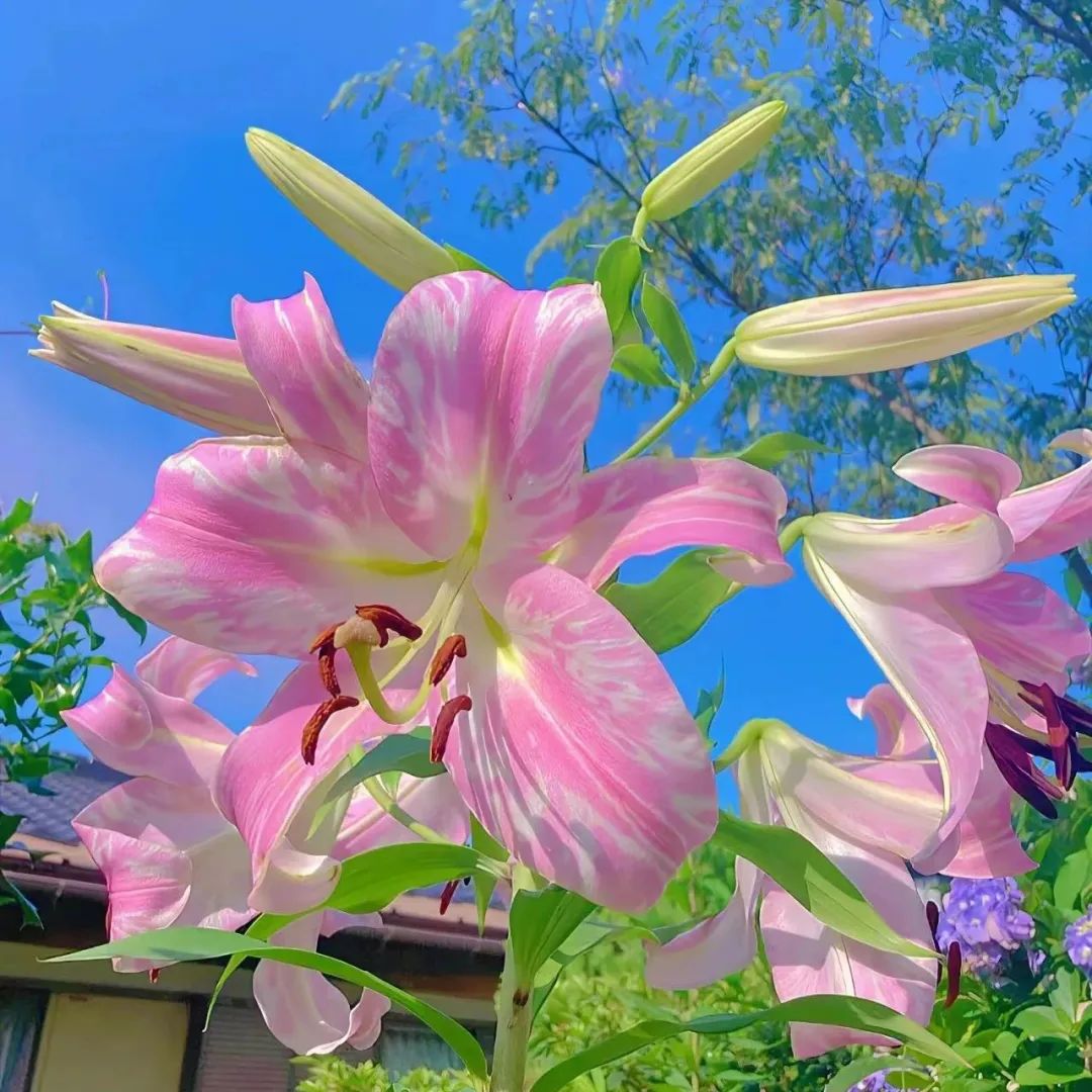 微信头像最适合的花