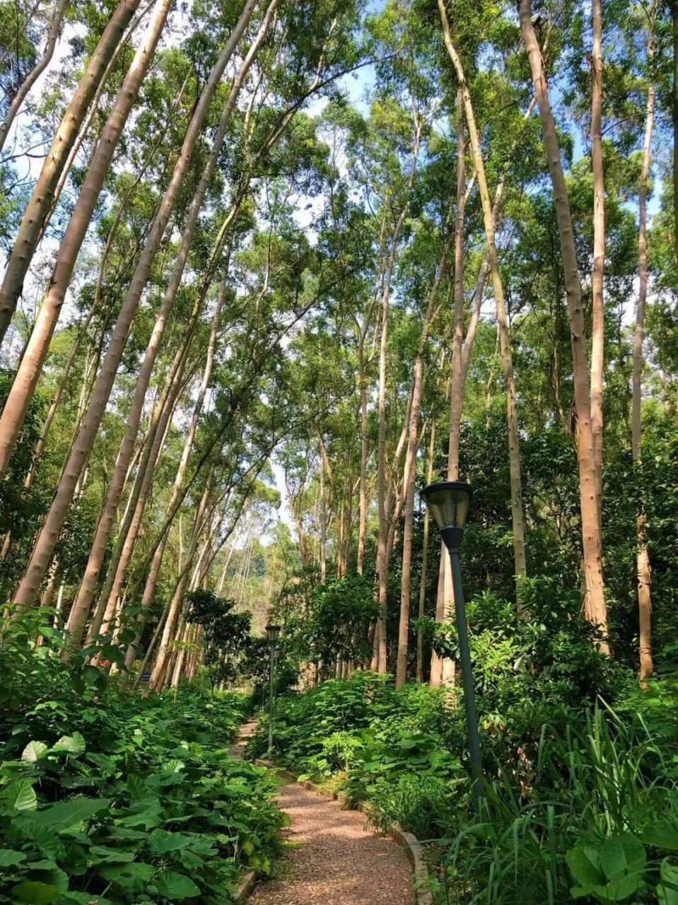 67 广州龙眼洞森林公园是广州市内一处迷人的自然风景区,被誉为"