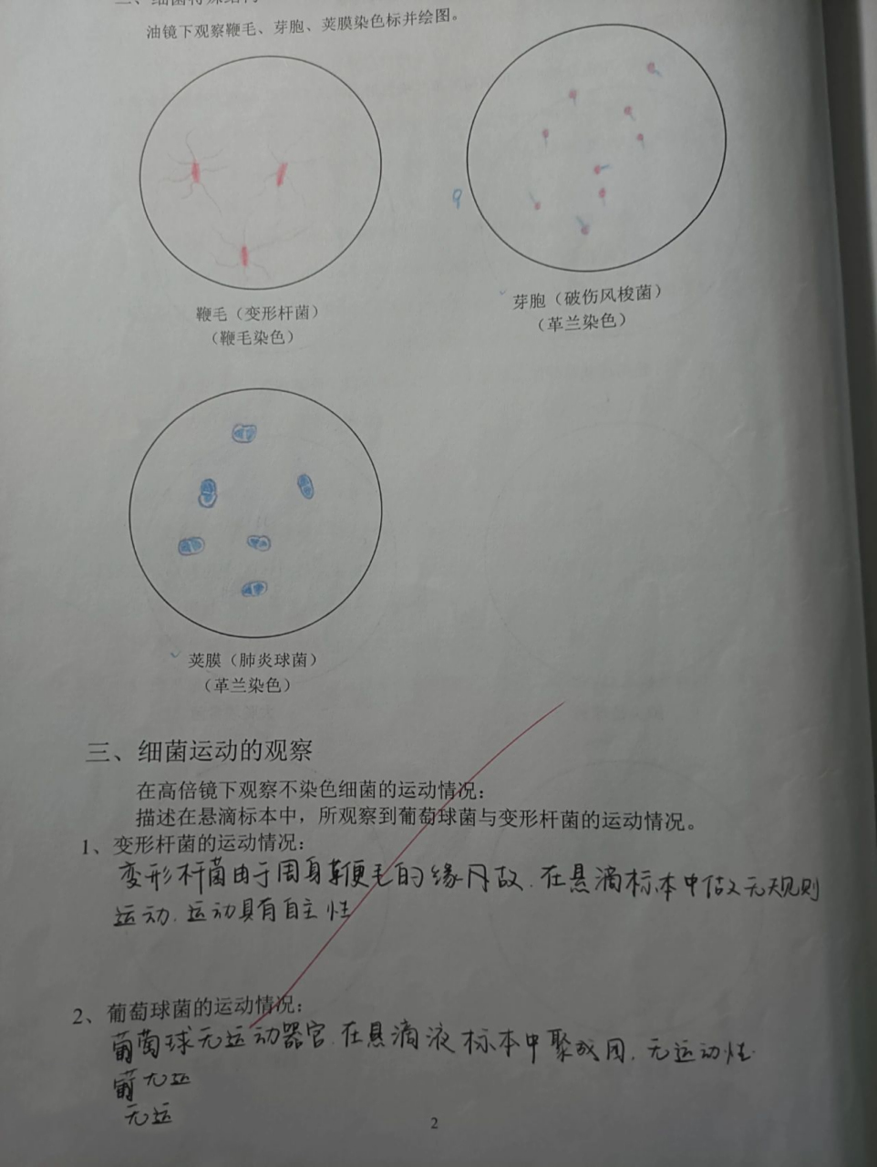微生物红蓝铅笔手绘图 葡萄球菌 链球菌 肺炎双球菌 大肠埃希菌 霍乱