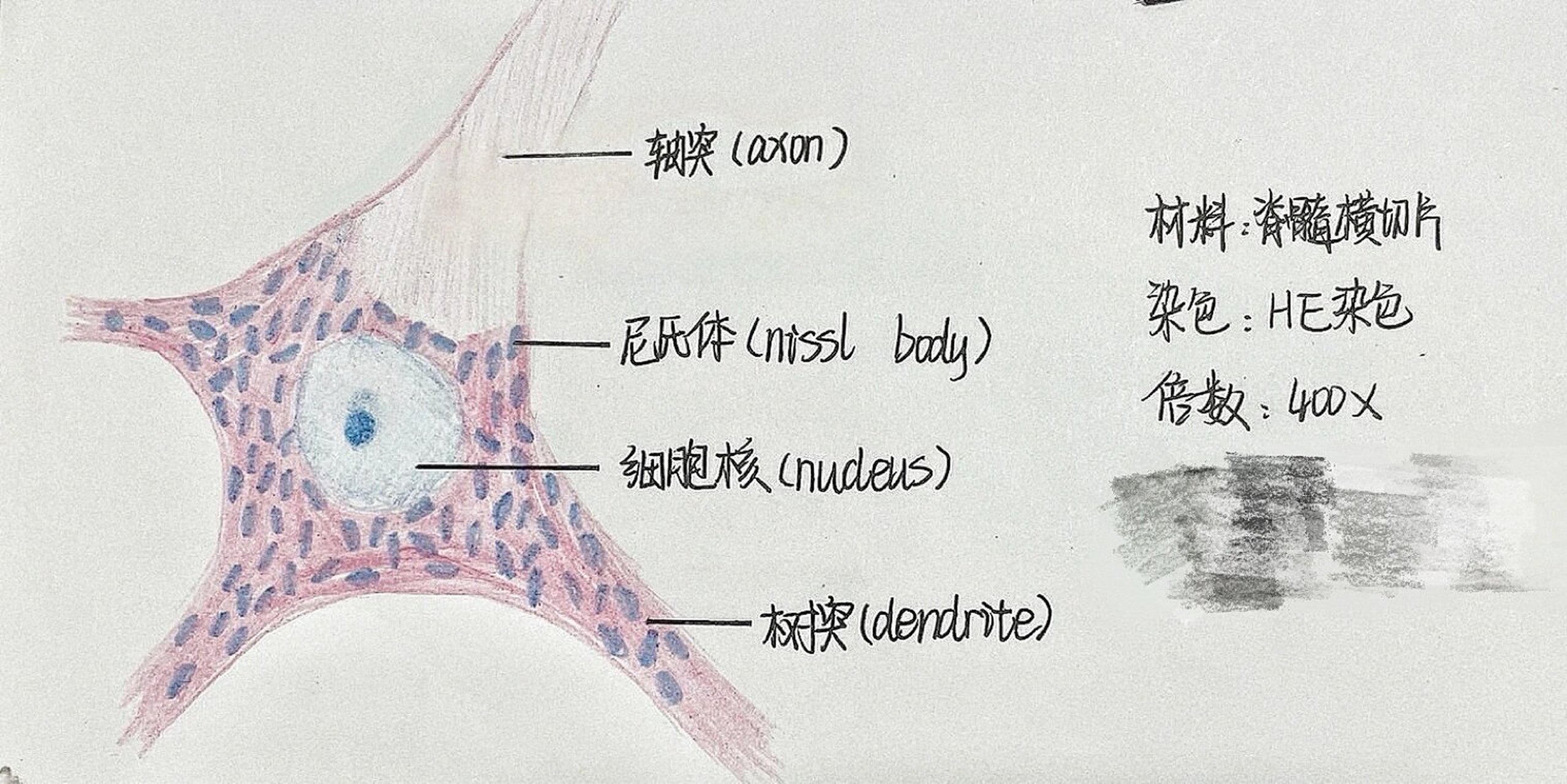 神经细胞结构图手绘图图片