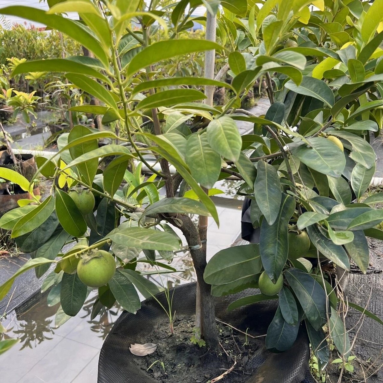 黑柿巧克力布丁果 #果树# #巧克力黑柿# #柿子# #巧克力黑柿苗